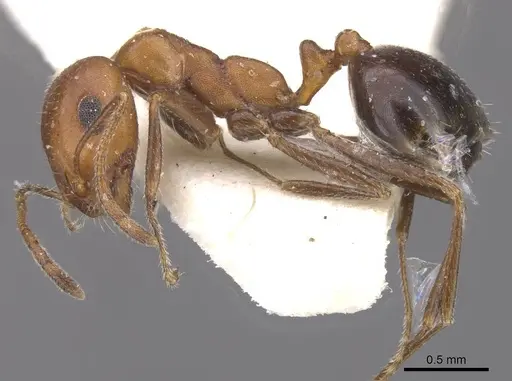 Monomorium areniphilum specimen CASENT0913824 image casent0913824_3