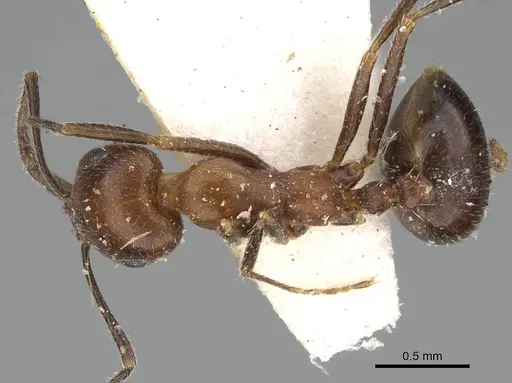 Monomorium areniphilum specimen CASENT0922316 image casent0922316_1