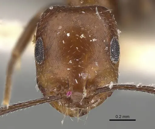 Monomorium areniphilum specimen CASENT0922316 image casent0922316_2