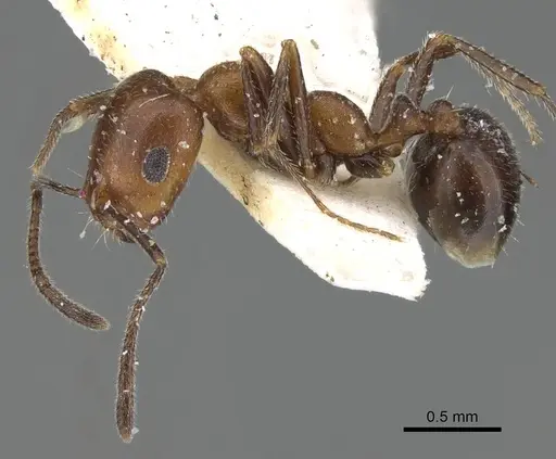 Monomorium areniphilum specimen CASENT0922316 image casent0922316_3
