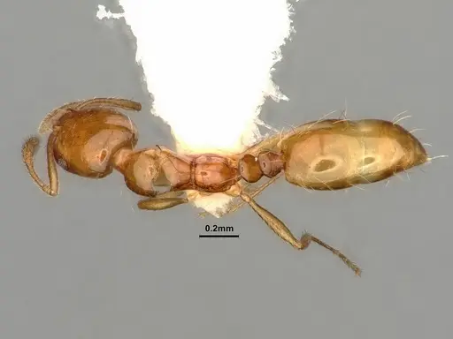 Monomorium arnoldi specimen CASENT0884330 image casent0884330_1