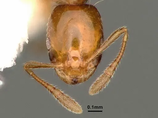 Monomorium arnoldi specimen CASENT0884330 image casent0884330_2