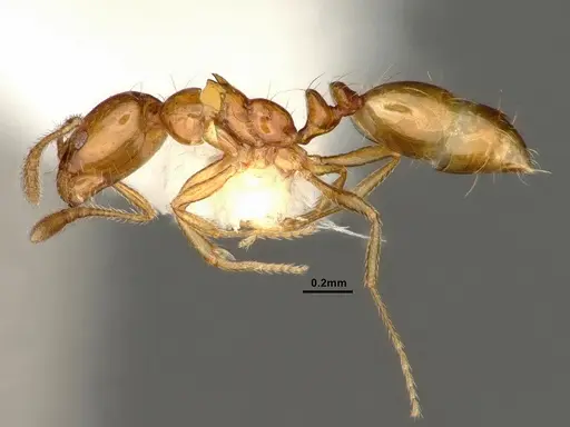 Monomorium arnoldi specimen CASENT0884330 image casent0884330_3