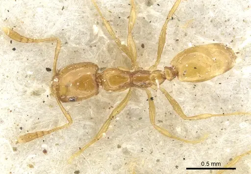 Monomorium arnoldi specimen CASENT0902251 image casent0902251_1