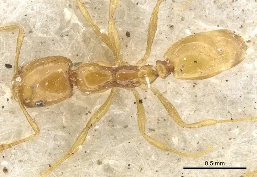 Monomorium arnoldi specimen CASENT0902251 image casent0902251_2