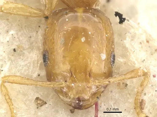 Monomorium arnoldi specimen CASENT0902251 image casent0902251_3