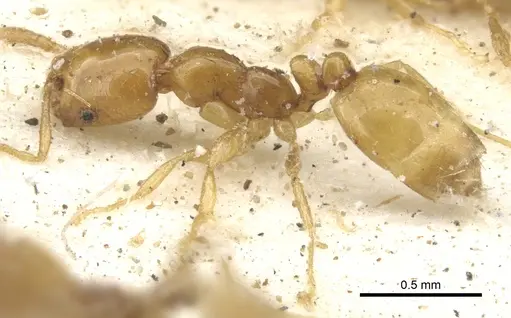 Monomorium arnoldi specimen CASENT0902251 image casent0902251_4