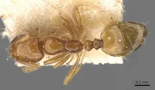 Monomorium arnoldi specimen CASENT0908690 image casent0908690_1