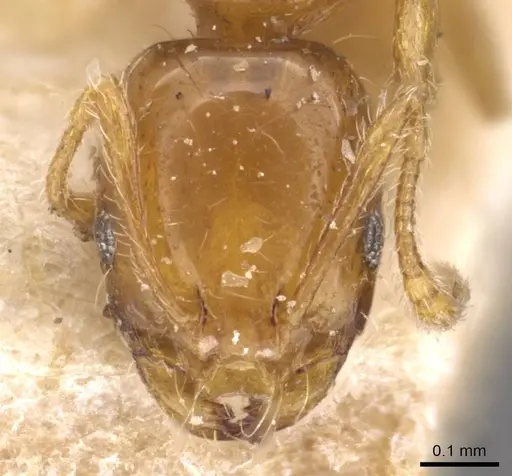 Monomorium arnoldi specimen CASENT0908690 image casent0908690_2