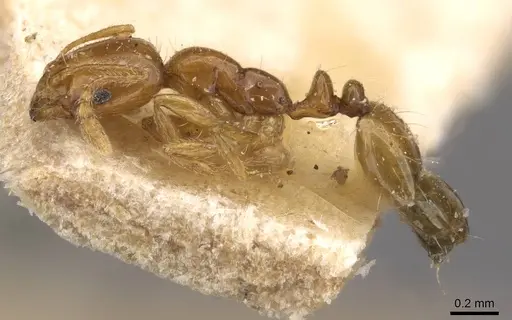 Monomorium arnoldi specimen CASENT0908690 image casent0908690_3