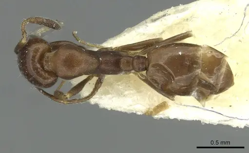 Monomorium asiriense specimen CASENT0913560 image casent0913560_1