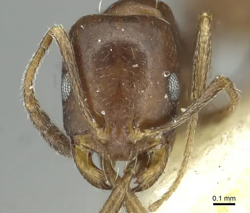 Monomorium asiriense specimen CASENT0913560 image casent0913560_2