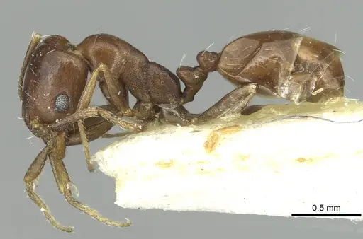 Monomorium asiriense specimen CASENT0913560 image casent0913560_3