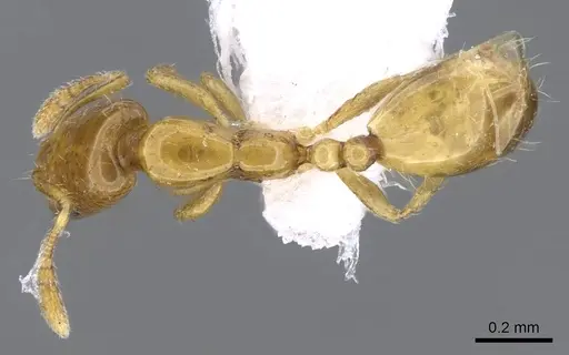 Monomorium atomum specimen CASENT0746615 image casent0746615_1