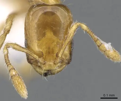 Monomorium atomum specimen CASENT0746615 image casent0746615_2
