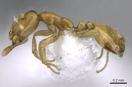 Monomorium atomum specimen CASENT0746615 image casent0746615_3