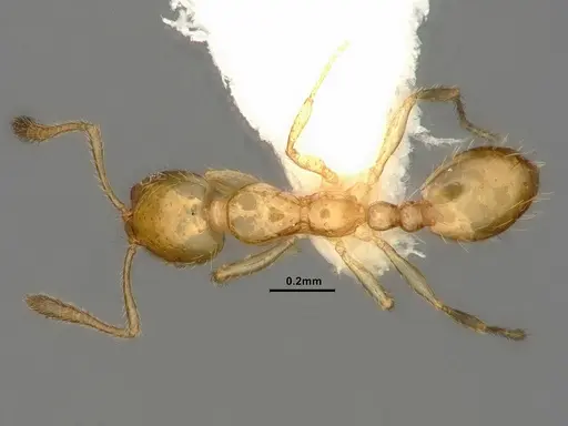 Monomorium atomum specimen CASENT0884329 image casent0884329_1