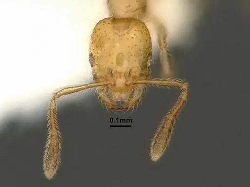 Monomorium atomum specimen CASENT0884329 image casent0884329_2