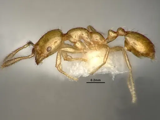 Monomorium atomum specimen CASENT0884329 image casent0884329_3