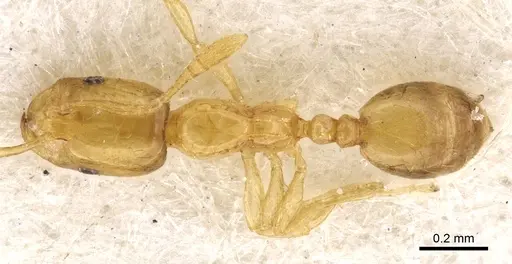 Monomorium atomum specimen CASENT0902276 image casent0902276_1