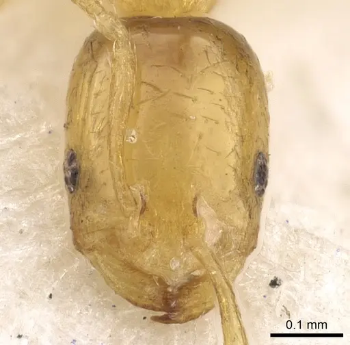 Monomorium atomum specimen CASENT0902276 image casent0902276_2