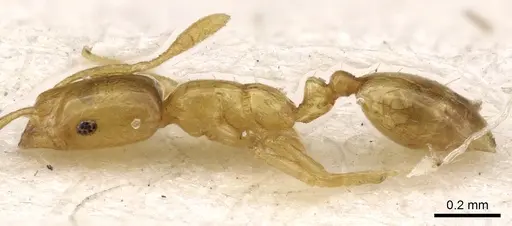 Monomorium atomum specimen CASENT0902276 image casent0902276_3