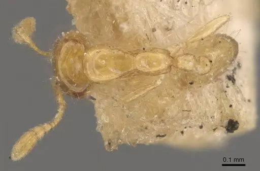 Monomorium atomum specimen CASENT0908763 image casent0908763_1