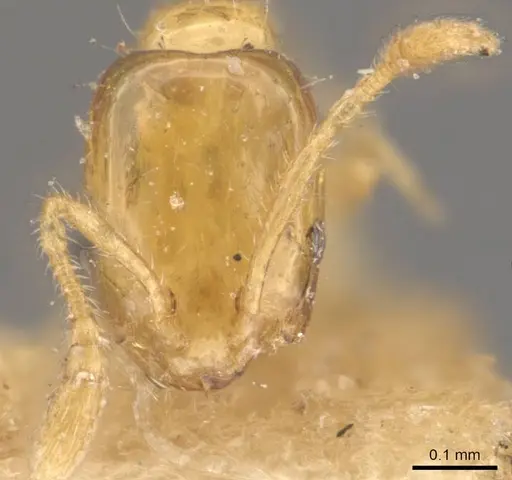 Monomorium atomum specimen CASENT0908763 image casent0908763_2