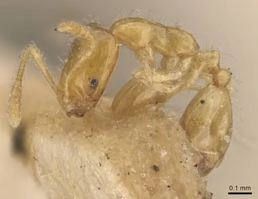 Monomorium atomum specimen CASENT0908763 image casent0908763_3