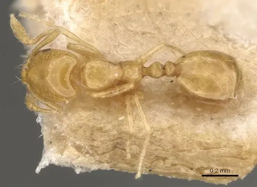 Monomorium atomum specimen CASENT0908764 image casent0908764_1