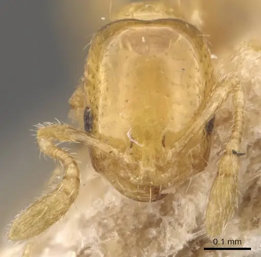 Monomorium atomum specimen CASENT0908764 image casent0908764_2