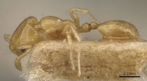Monomorium atomum specimen CASENT0908764 image casent0908764_3