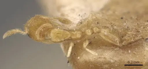 Monomorium atomum specimen CASENT0908765 image casent0908765_1