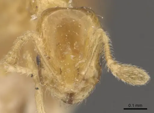 Monomorium atomum specimen CASENT0908765 image casent0908765_2