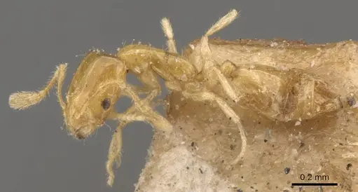 Monomorium atomum specimen CASENT0908765 image casent0908765_3