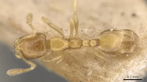 Monomorium atomum specimen CASENT0908766 image casent0908766_1