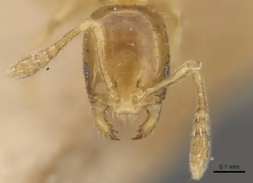 Monomorium atomum specimen CASENT0908766 image casent0908766_2