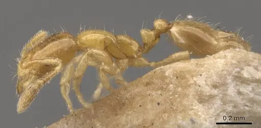 Monomorium atomum specimen CASENT0908766 image casent0908766_3