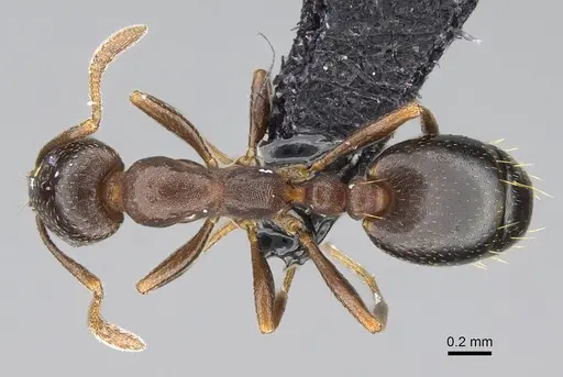 Monomorium australe specimen CASENT0822188 image casent0822188_1