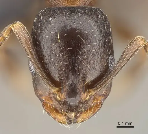 Monomorium australe specimen CASENT0822188 image casent0822188_2