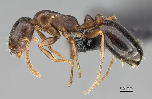 Monomorium australe specimen CASENT0822188 image casent0822188_3
