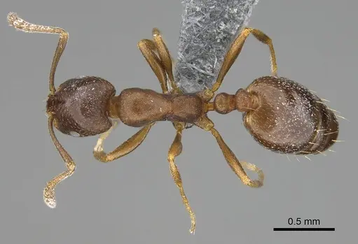 Monomorium australe specimen CASENT0822724 image casent0822724_1