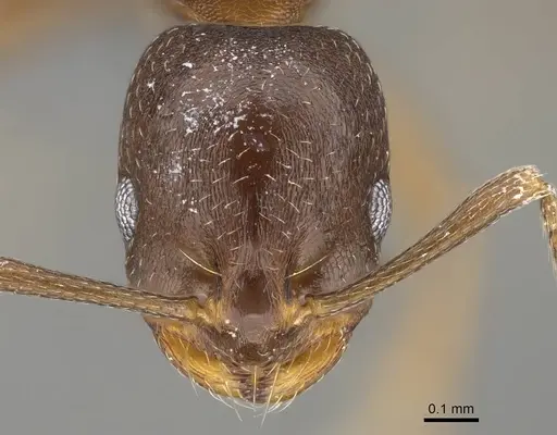 Monomorium australe specimen CASENT0822724 image casent0822724_2