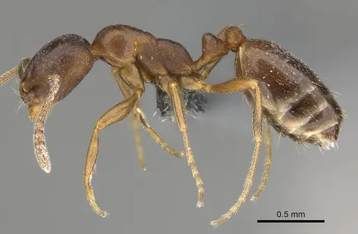 Monomorium australe specimen CASENT0822724 image casent0822724_3