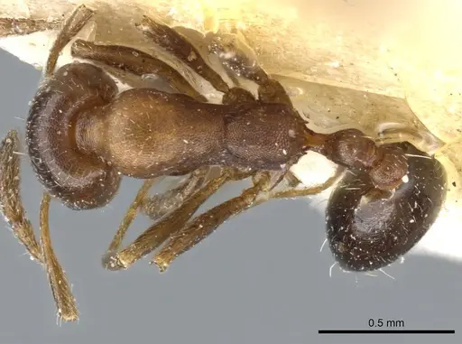 Monomorium australe specimen CASENT0904584 image casent0904584_1