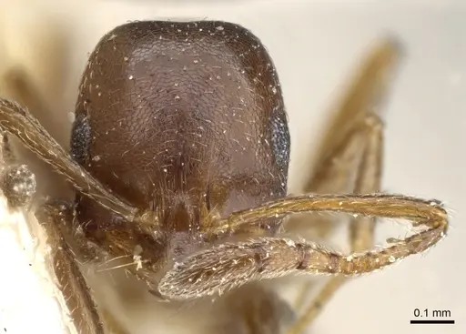 Monomorium australe specimen CASENT0904584 image casent0904584_2