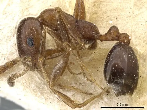Monomorium australe specimen CASENT0904584 image casent0904584_3