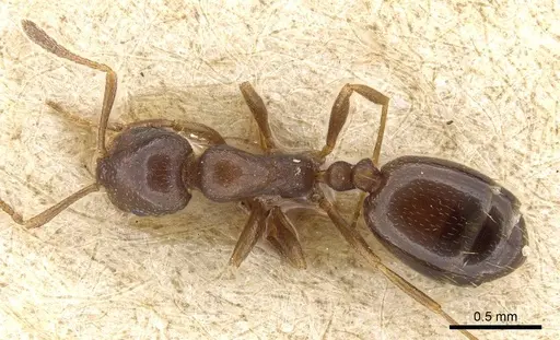 Monomorium australe specimen CASENT0905757 image casent0905757_1
