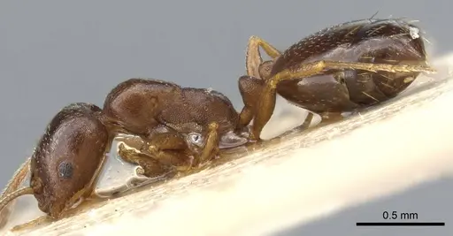 Monomorium australe specimen CASENT0905757 image casent0905757_3