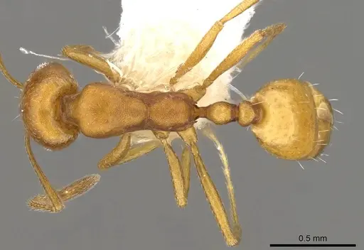 Monomorium australe specimen CASENT0914323 image casent0914323_1